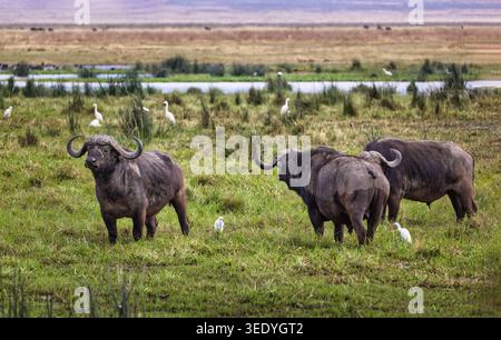 Afrikanischer Büffel (Syncerus Caffer) im Grasland im Ngorongoro-Krater, Tansania. Stockfoto