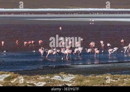 Gemischte Schar von Andenflamingos und Jamesflamingos, die gemeinsam in den rotalgenreichen Gewässern der Laguna Colorada im bolivianischen Altiplano, Potosi, Bolivien, fressen Stockfoto