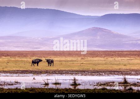 Afrikanischer Büffel (Syncerus Caffer) in offener Landschaft im Ngorongoro-Krater, Tansania, mit geschichteten Hügeln in der Ferne. Stockfoto