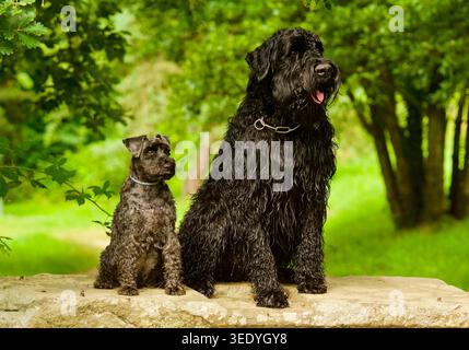 Porträt zweier wegschauender Schnauzer-Hunde. Ein kleiner Schnauzer und ein riesiger Schnauzer sitzen auf einer Steinbank in einem Wald in Lyon, Frankreich. Stockfoto