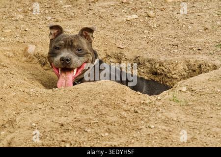 Amerikanischer Tyrannehund in einem Loch, das er gerade in die Kamera sah. Stockfoto