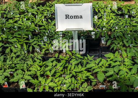 Reihen von jungen Roma-Tomatenkeimlingen wachsen in Anzuchttöpfen, bereit zum Verkauf, unter einem Schild mit der Bezeichnung der Roma-Sorte in einem Gartencenter in Texas Stockfoto