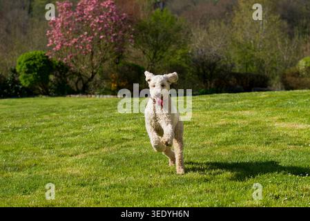 Schöner laufender königlicher Pudelhund im Frühling mit einem wunderschönen Magnolienbaum in Blüte im Hintergrund. Stockfoto