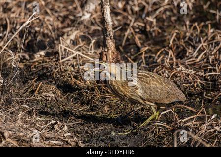 Amerikanischer Trompetvogel (Botaurus lentiginosus) fängt einen Krebs, während er durch dichtes, getrocknetes Sumpfgras in einem texanischen Sumpf jagt Stockfoto