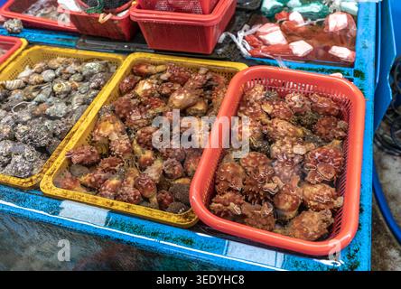 Frische Meeresschnecken und Meeresspritzer in bunten Bins auf dem Jagalchi Fish Market in Busan, Südkorea Stockfoto