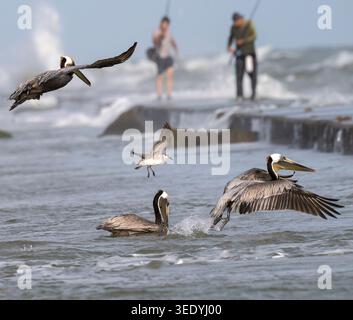 Genossenschaftsfischerei: Braunpelikane (Pelecanus occidentalis), Möwen, Menschen, die im Ozean fischen, Galveston, Texas, USA Stockfoto