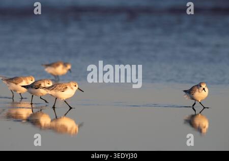 Sanderling auf dem Abendspaziergang, Galveston, Texas Stockfoto