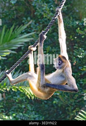 Auckland Zoo 2026 Stockfoto