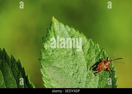 Ein Haselnussbohrer (Curculio nucum) krabbelt auf einem Blatt im Garten. Es ist ein klarer Tag und die Pflanzen sind grün. Der Käfer ist braun und klein. Ainbrach, L Stockfoto