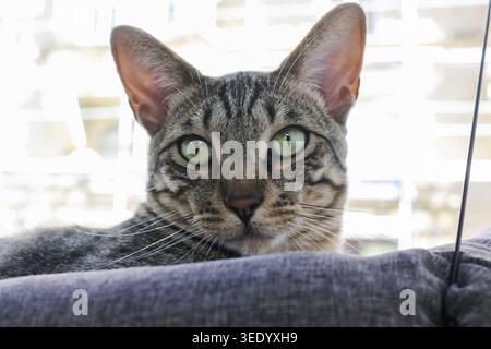 Katzencafé, weibliche Katze mit Tigerfell im Korb, Name: Keks, Rasse: Savannah, Stammkatze, in der Nähe der Kamera schauen, Porträt, Katzencafé Stockfoto