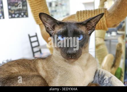 Katzencafé, männliche Katze mit beigem Fell im Korb, Name: Gruselig, Rasse: Thai Siam, Fellfarbe: Punkt, Stammkatze, markante blaue Augen, Kameraansicht Stockfoto