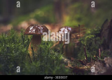 Kastanienpilz auf moosigem Waldgrund. Stockfoto