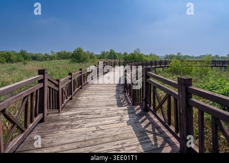 Eine verwinkelte Holzpromenade durch die üppigen Feuchtgebiete der Yuegang Port Relilics, einem historischen maritimen Kulturerbe in Zhangzhou, Fujian, China Stockfoto