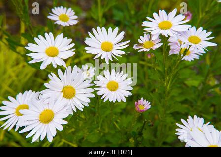 Ein Haufen weißer afrikanischer Daisies erblüht Stockfoto