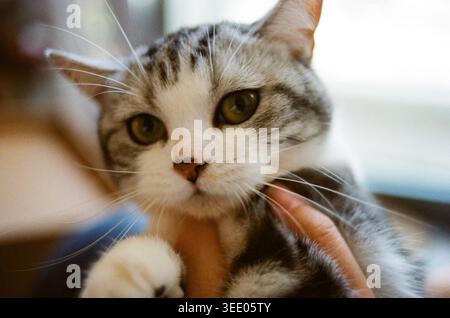 Porträt einer neugierigen Hauskatze im Vintage-Filmstil, die an einem hellen Fenster sitzt und mit breiten Augen in gemütlicher Wohnatmosphäre mit warmem natürlichem Licht aufblickt Stockfoto