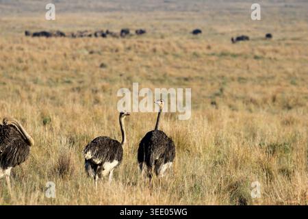 Blick auf Strauße, die im trockenen Savannengras stehen, mit einer Herde von Gnus, die im Hintergrund weidet, Waterberg District Municipality, Limpopo, Sout Stockfoto