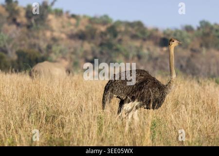 Blick auf einen Strauß, der in hohem, trockenem Gras mit einem Nashorn im Hintergrund unter klarem Himmel in der Stadtgemeinde Waterberg, Limpopo, Süd, steht Stockfoto