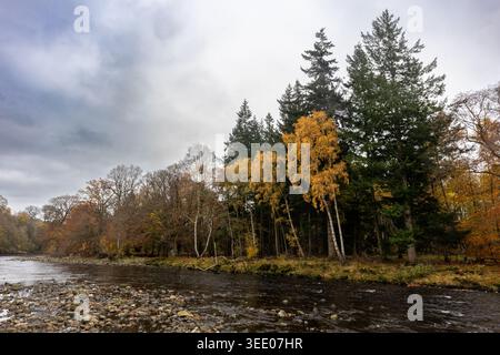 River ure in Wensleydale mit einem felsigen Ufer und gemischten Wäldern in lebhaften Herbstfarben Stockfoto