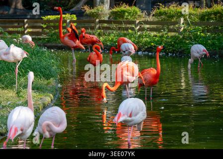 Flamingos, die sich entlang des Flusses ernähren Stockfoto