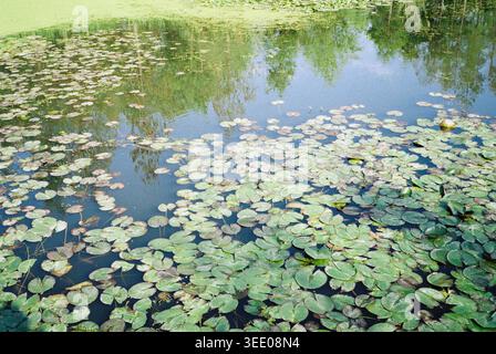 Ruhige Teichoberfläche, bedeckt mit grünen Seerosen, reflektierenden Bäumen und Himmel in einer friedlichen natürlichen Feuchtlandschaft Stockfoto