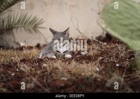 Eine hellgrau-weiße Tabbykatze liegt auf dem Boden, umgeben von trockenem Gras und Boden. Stockfoto
