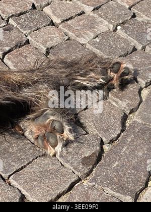 Hundepfoten, bedeckt mit zotteligem Fell, ruhen auf rauem Kopfsteinpflaster, sonnen sich im Sonnenlicht und schaffen ein Gefühl von natürlichem Komfort und relaxa Stockfoto