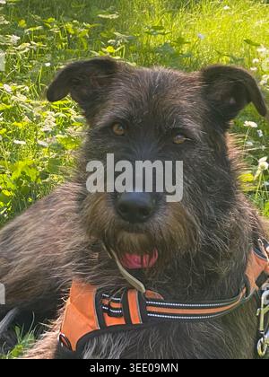 Dunkler Furzterrier mit schmutzigem Drahthaar und ausdrucksstarken Augen, die sich auf grünem Gras in einem sonnigen Park entspannen, ein orangenes Gurtzeug tragen und genießen Stockfoto