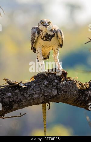 Blick auf einen Seeadler, der auf einem Baumzweig mit seiner Monitoreidechsenbeute im Kruger-Nationalpark, Kruger Park, Mpumalanga, Südafrika, sitzt. Stockfoto