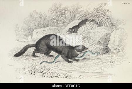 Gewöhnliche Polecats in ihrem natürlichen Lebensraum, einer trägt aktiv eine gefangene Schlange und ein anderer beobachtet aus dem Hintergrund, die einen Moment der Jagd und des Überlebens in der Natur darstellen. Britischer Vierbeiner Band XVII von MacGillivray, William, 1796-1852, veröffentlicht 1840 Stockfoto