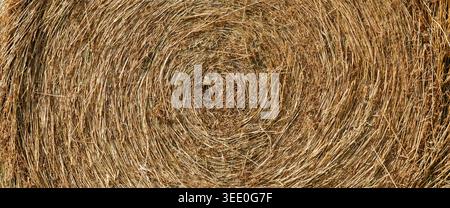 Nahstrukturierung des runden Heuballen. Detailliertes Spiralmuster aus goldenem Stroh und trockenem Gras. Stockfoto