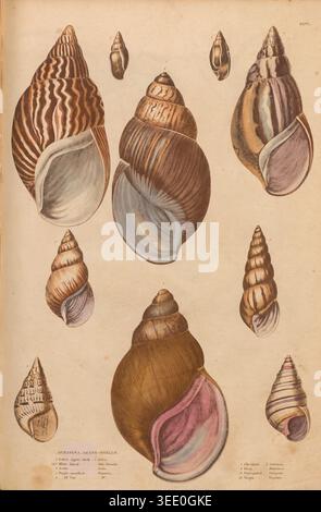 Detaillierte Vintage-wissenschaftliche Illustration von mehreren Achatschnecken mit handfarbigen Mustern, Spiralen und Texturen auf gereiftem Papier als naturgeschichtliche Platte. Edinburgh Journal of Natural History and the Physical Sciences, with the Animal Kingdom of the Baron Cuvier by MacGillivray, William, 1796–1852; Cuvier, Georges Baron, 1769–1832. Veröffentlicht 1835 Stockfoto
