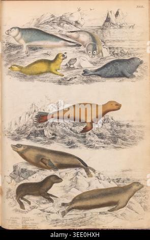 Aufwändige handkolorierte Gravur aus einer antiken Naturgeschichte, die verschiedene Nadelstiftarten wie Robben, Graurobben, Harfenrobben und Seelöwen auf Eis und im Wasser zeigt. Edinburgh Journal of Natural History and the Physical Sciences, with the Animal Kingdom of the Baron Cuvier by MacGillivray, William, 1796–1852; Cuvier, Georges Baron, 1769–1832. Veröffentlicht 1835 Stockfoto