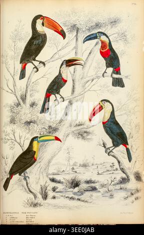 Fünf farbenfrohe Schnabeltukane mit markantem Gefieder, das auf Zweigen thront, in einem handfarbigen Vintage-Gravur aus einer naturgeschichtlichen Zeitschrift, detailliert und archiviert. Edinburgh Journal of Natural History and the Physical Sciences, with the Animal Kingdom of the Baron Cuvier by MacGillivray, William, 1796–1852; Cuvier, Georges Baron, 1769–1832. Veröffentlicht 1835 Stockfoto