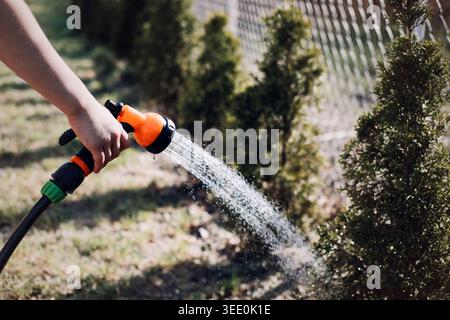 Hand verwendet eine Schlauchdüse, um Wasser auf kleine immergrüne Büsche im sonnigen Hinterhof zu sprühen. Intelligentes Bewässerungssystem, Wasserspargewohnheiten, effizienter Garten Stockfoto