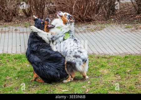 Ein Hovawart und ein australischer Schäferhund, beide Canis Lupus familiaris, kämpfen aufrecht auf dem Gras in einer lebhaften Darstellung spielerischen Verhaltens. Stockfoto