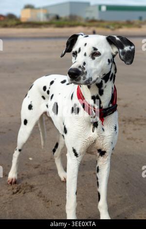 Ein dalmatinischer Hund, der am Strand steht. Stockfoto