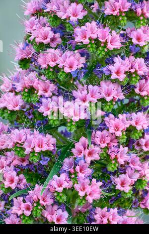 Echium wildpretii blüht im Great Glasshouse, National Botanic Gardens of Wales, Llanarthne, Carmarthenshire Stockfoto
