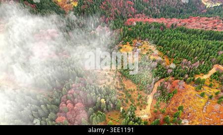Blick aus der Vogelperspektive auf den nebeligen Herbstwald. Drohnenblick auf farbenfrohen Herbstwald mit Nebel, immergrünen Bäumen, gewundenen Feldwegen und abgelegenen Berglandschaften. Stockfoto
