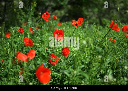 Leuchtend rote Mohnblumen in voller Blüte, verstreut über eine üppige grüne Wiese unter natürlichem Tageslicht, schaffen eine frische und lebendige Frühlingsszene. Stockfoto