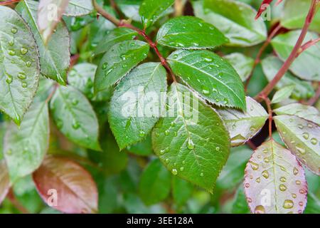 Nahaufnahme von grünen Rosenblättern, bedeckt mit frischen Regentropfen nach Frühlingsregen in einem Garten Stockfoto