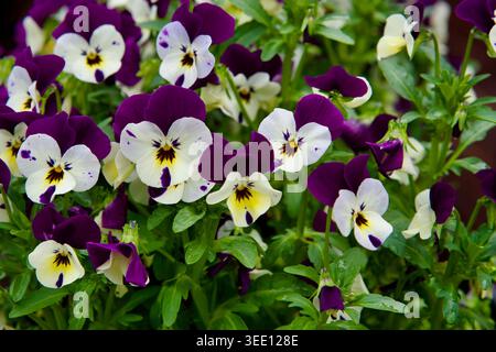 Nahaufnahme leuchtender lila und weißer Stiefmütterchen in einem Frühlingsgartenbett Stockfoto