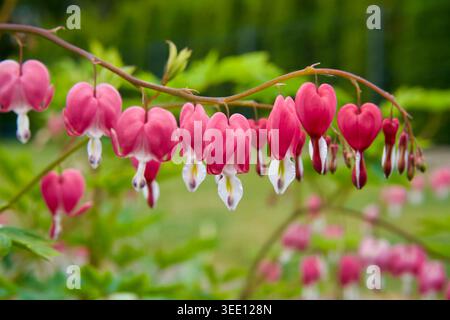 Elegante rosafarbene und weiße blutende Herzblumen (Lamprocapnos spectabilis), die an einem geschwungenen Stiel in einem Frühlingsgarten hängen, schöne herzförmige Blüten. Stockfoto