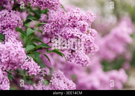 Lilafarbene Blüten, die auf Zweigen im Frühlingsgarten blühen Stockfoto