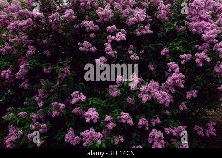 Dichter Fliederstrauch in voller Blüte mit violetten Blüten im Frühlingsgarten Stockfoto