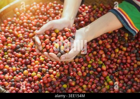 Reife rote Arabica-Kaffeebeeren von Hand pflücken Stockfoto