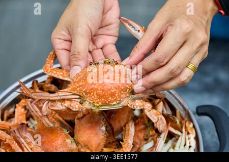 Hände, die gedämpfte blaue Krabben zum Essen vorbereiten Stockfoto