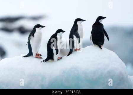 Blick auf vier Adelie-Pinguine, die auf einem weißen Schneehügel mit einem weichen, eisigen Hintergrund in der Antarktis stehen. Stockfoto