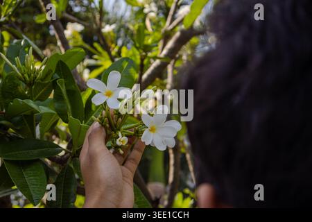Nahaufnahme einer Person Hand, die sanft einen kleinen weißen Wildblumenzweig hält, umgeben von grünem Laub im Freien. Stockfoto