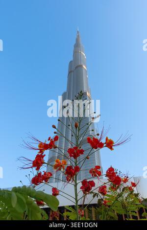 Rote Pfauenblume (Caesalpinia pulcherrima) mit Burj Khalifa im Hintergrund in Dubai, VAE. Stockfoto