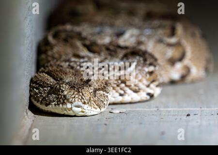 Blick auf eine Blätterdampferschlange, die sich auf einem Steinboden neben einer Mauer mit scharfem Kopf in Südafrika befindet. Stockfoto